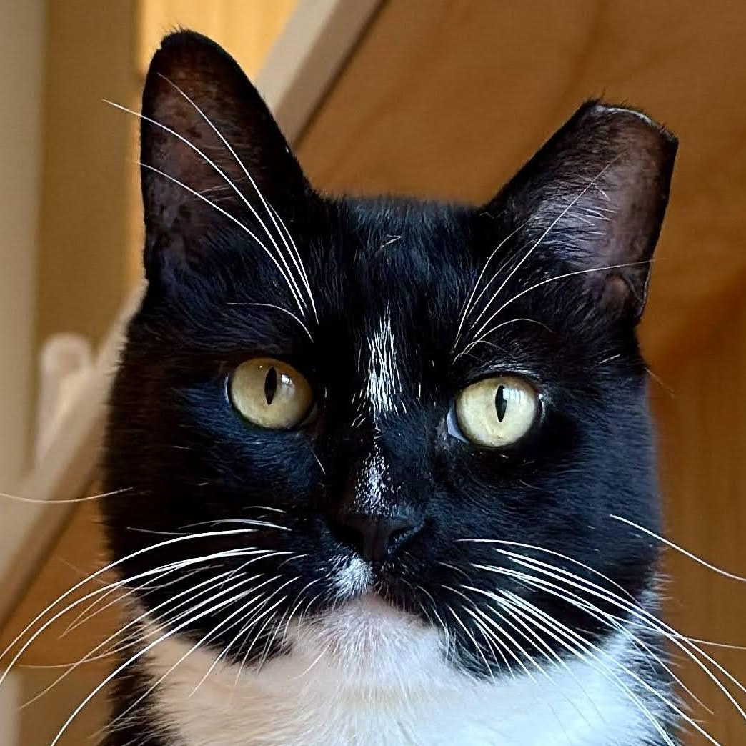 Bobbie, ADOPTABLE, Adult Male Tuxedo & Domestic Short Hair.