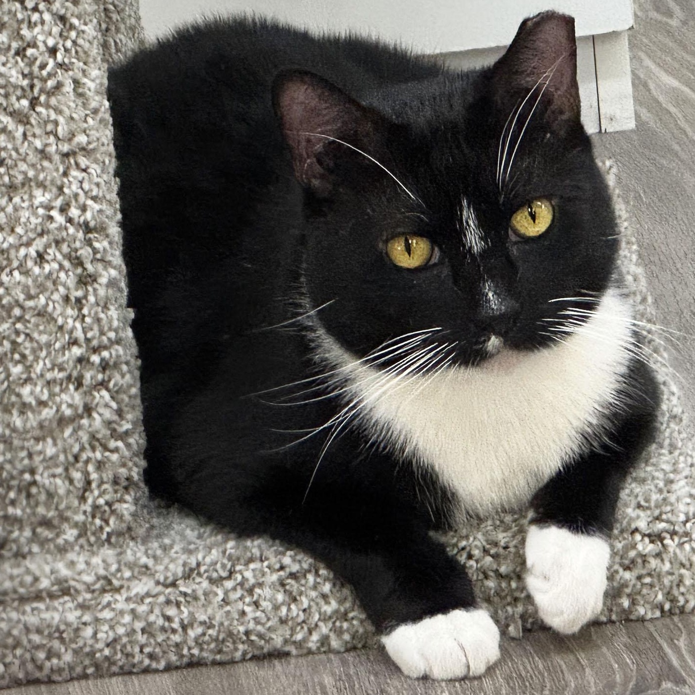 Enlarge Bobbie, a Adoptable mixed breed in San Carlos, CA image 1/5