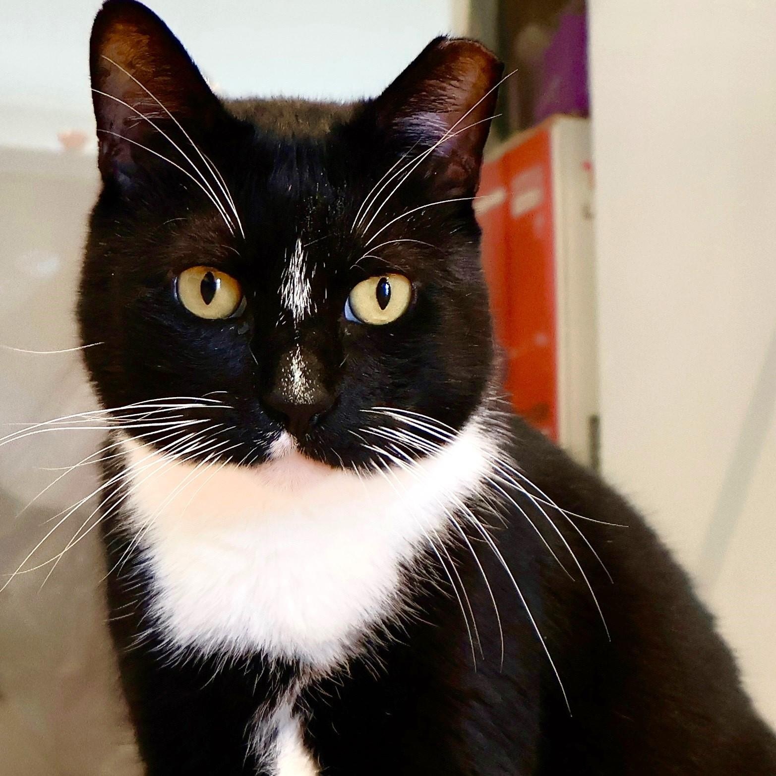 Enlarge Bobbie, a ADOPTABLE mixed breed in San Carlos, CA image 4/4