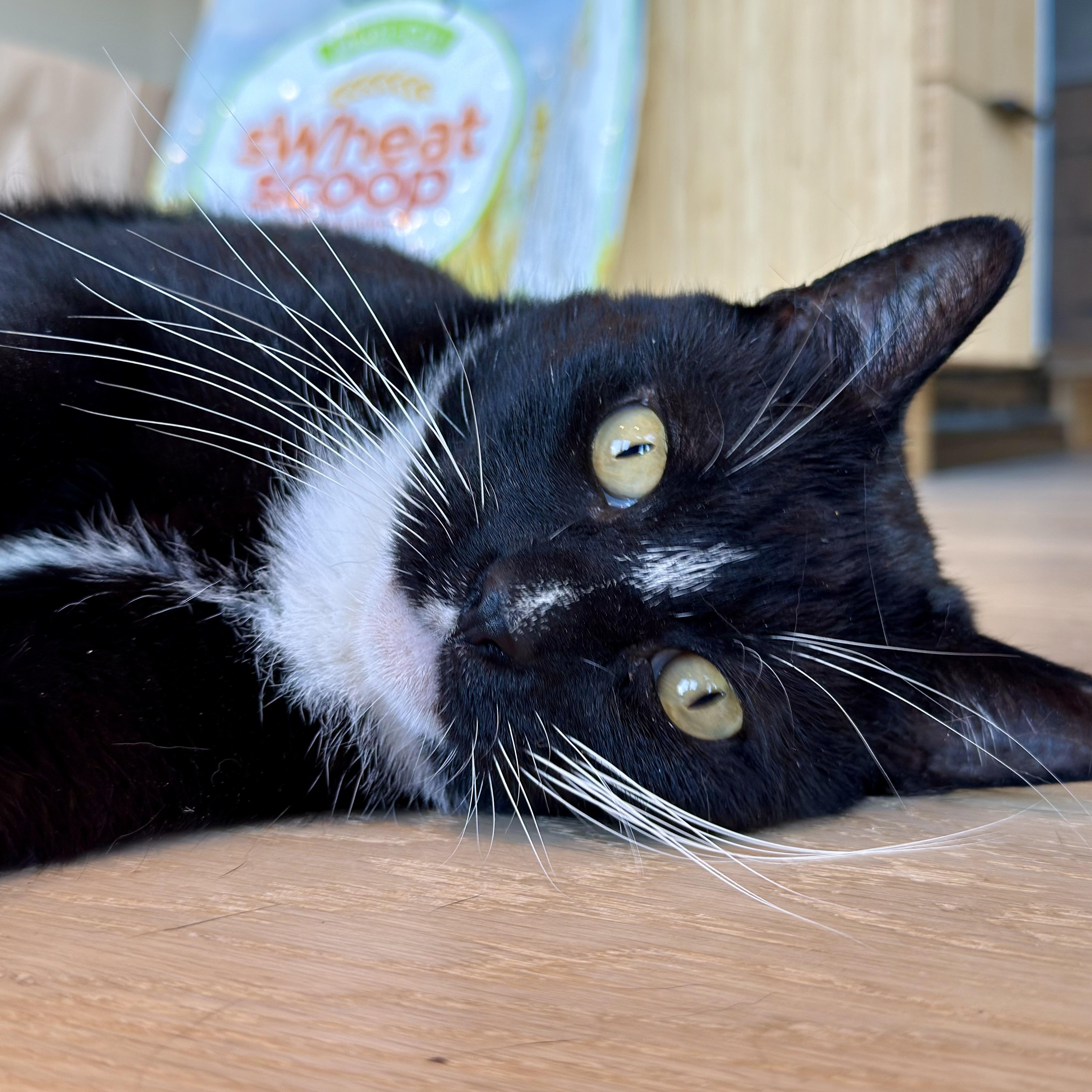 Enlarge Bobbie, a ADOPTABLE mixed breed in San Carlos, CA image 1/4