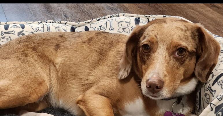 Enlarge Skye, a Adopted mixed breed in Richardson, TX image 1/6