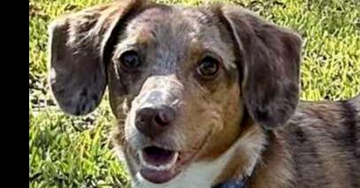 Enlarge Skye, a Adopted mixed breed in Richardson, TX image 3/6