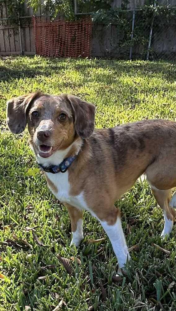 Enlarge Skye, a Adopted mixed breed in Richardson, TX image 5/6