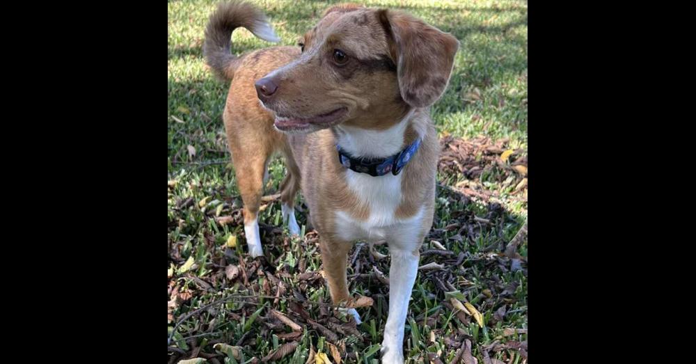 Enlarge Skye, a Adopted mixed breed in Richardson, TX image 6/6