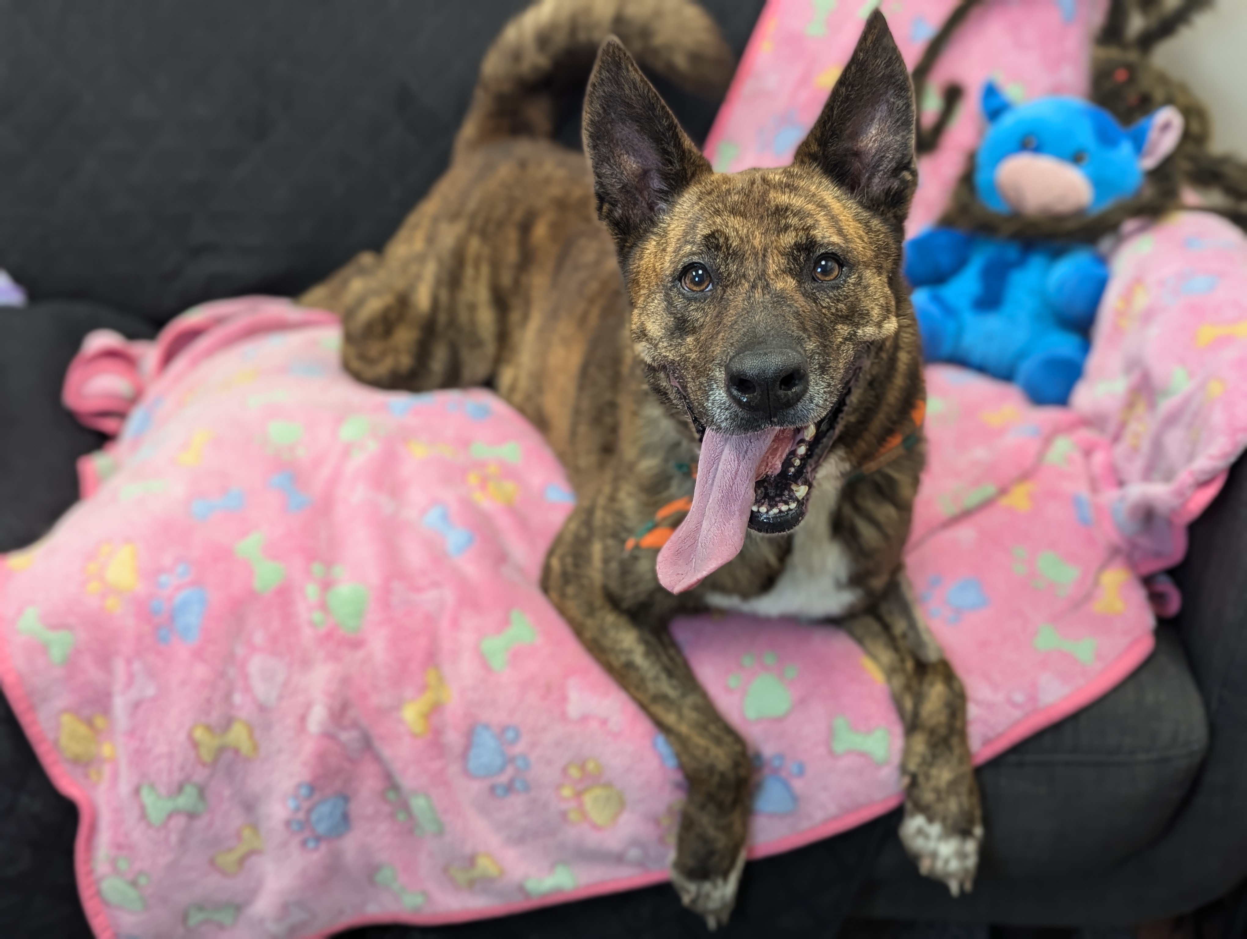 ZAZU — thumbnail 4