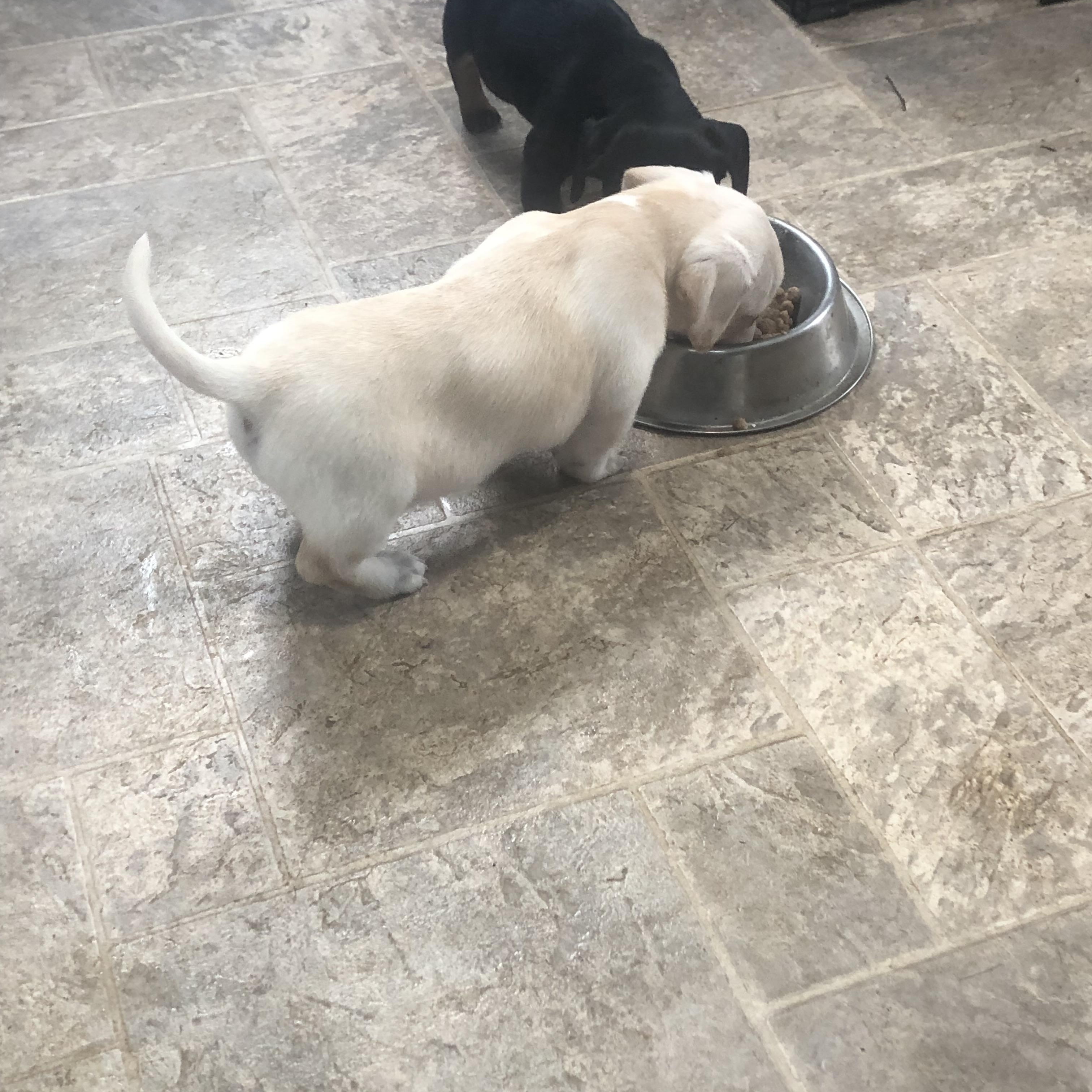 Enlarge Grover, a ADOPTABLE Chiweenie in Hillsboro, OH image 2/2