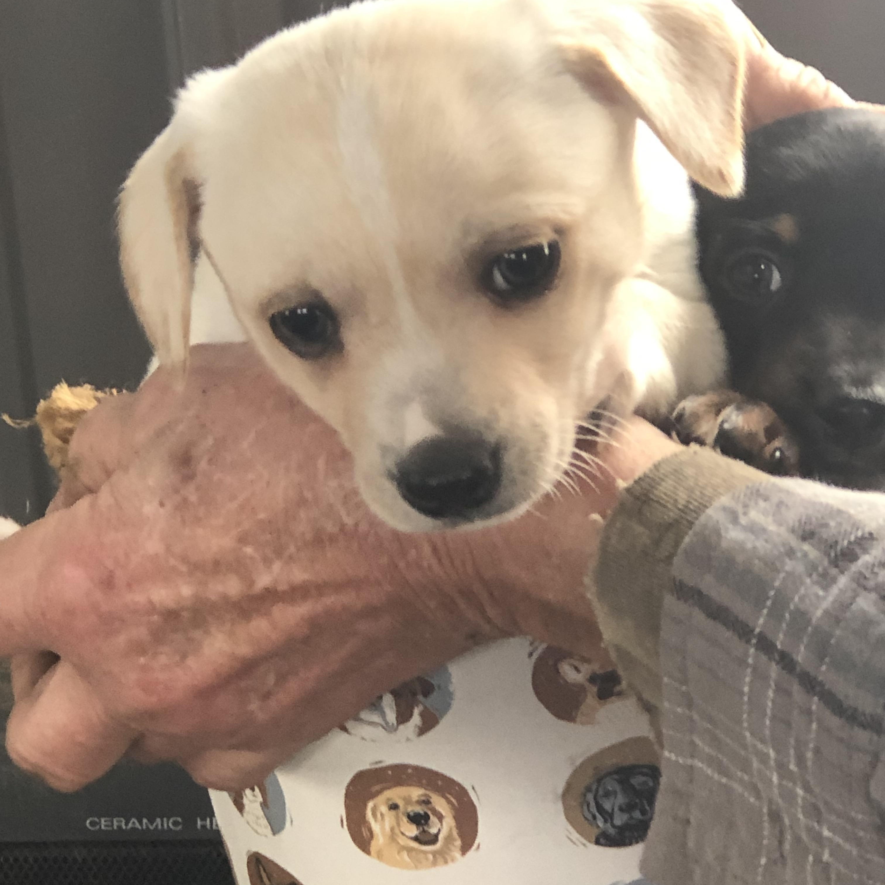 Grover, ADOPTABLE, Puppy Male Chiweenie.