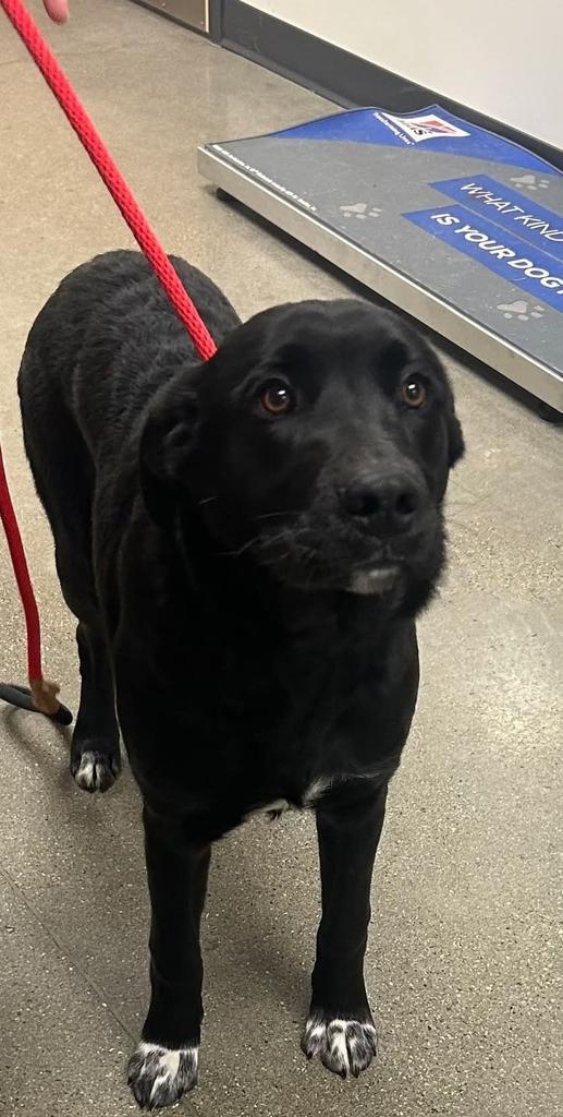 Goose, adopted, Young Male Labrador Retriever & Mixed Breed.