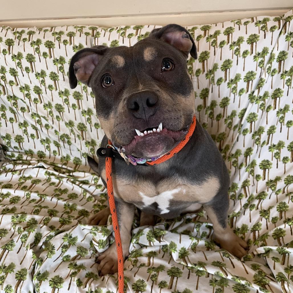 Tuna Fishcakes, Adoptable, Young Female Pit Bull Terrier.