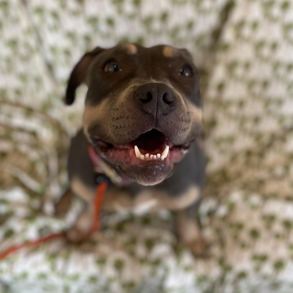 Tuna Fishcakes, a Adoptable Pit Bull Terrier in Birdsboro, PA image 2/6