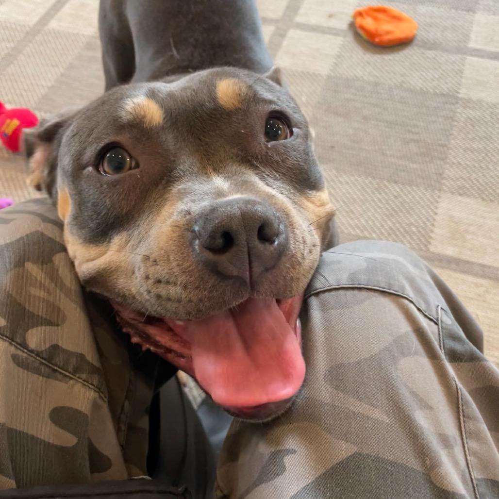Tuna Fishcakes, a Adoptable Pit Bull Terrier in Birdsboro, PA image 3/6