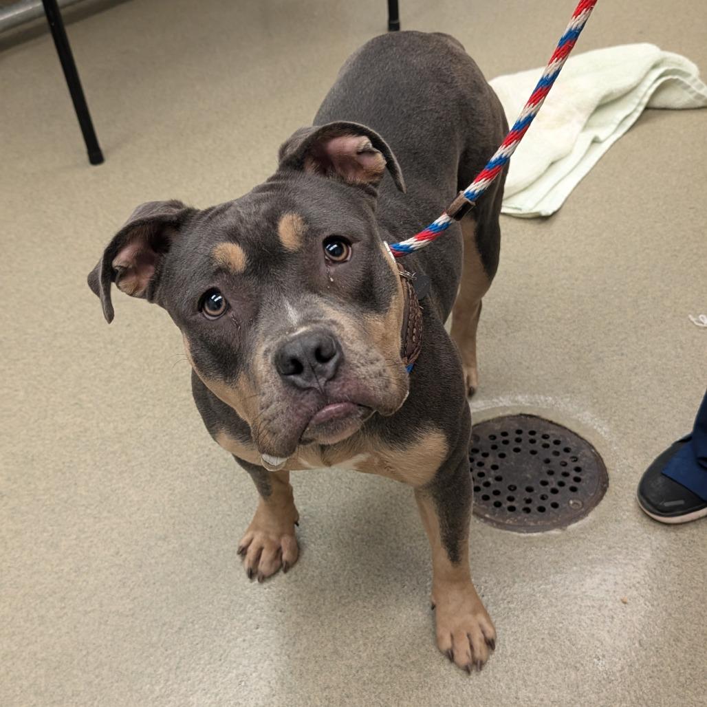 Tuna Fishcakes, a Adoptable Pit Bull Terrier in Birdsboro, PA image 4/6