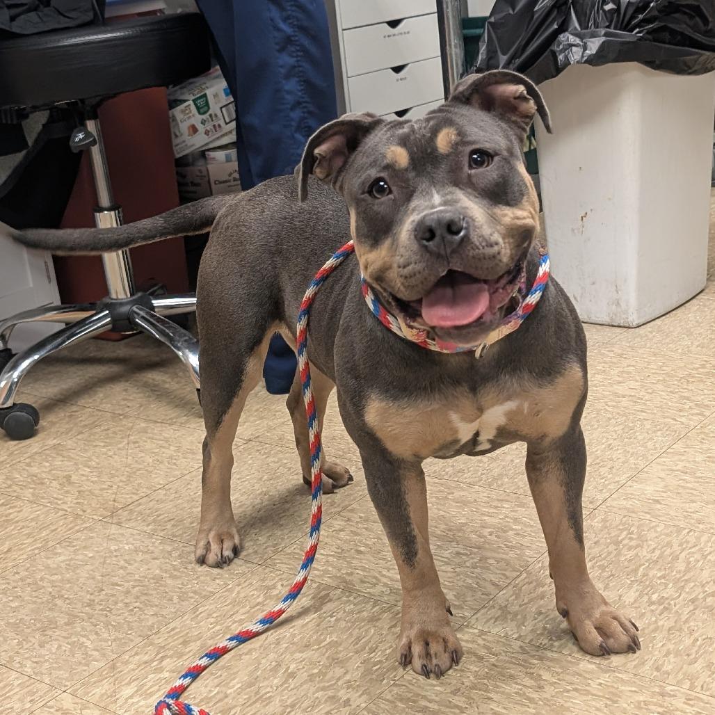 Tuna Fishcakes, a Adoptable Pit Bull Terrier in Birdsboro, PA image 5/6