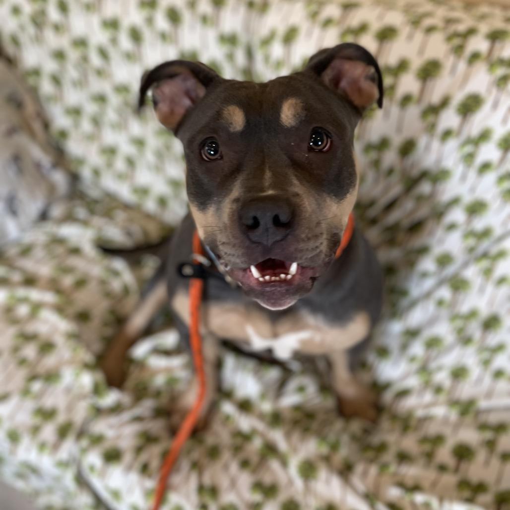 Tuna Fishcakes, a Adoptable Pit Bull Terrier in Birdsboro, PA image 6/6