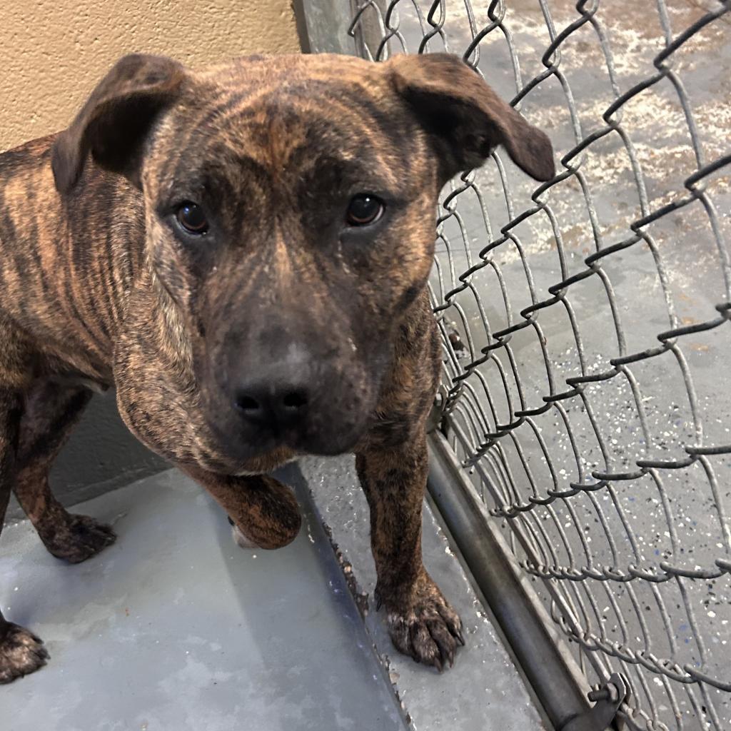 Daisy, Adoptable, Adult Female Mixed Breed.