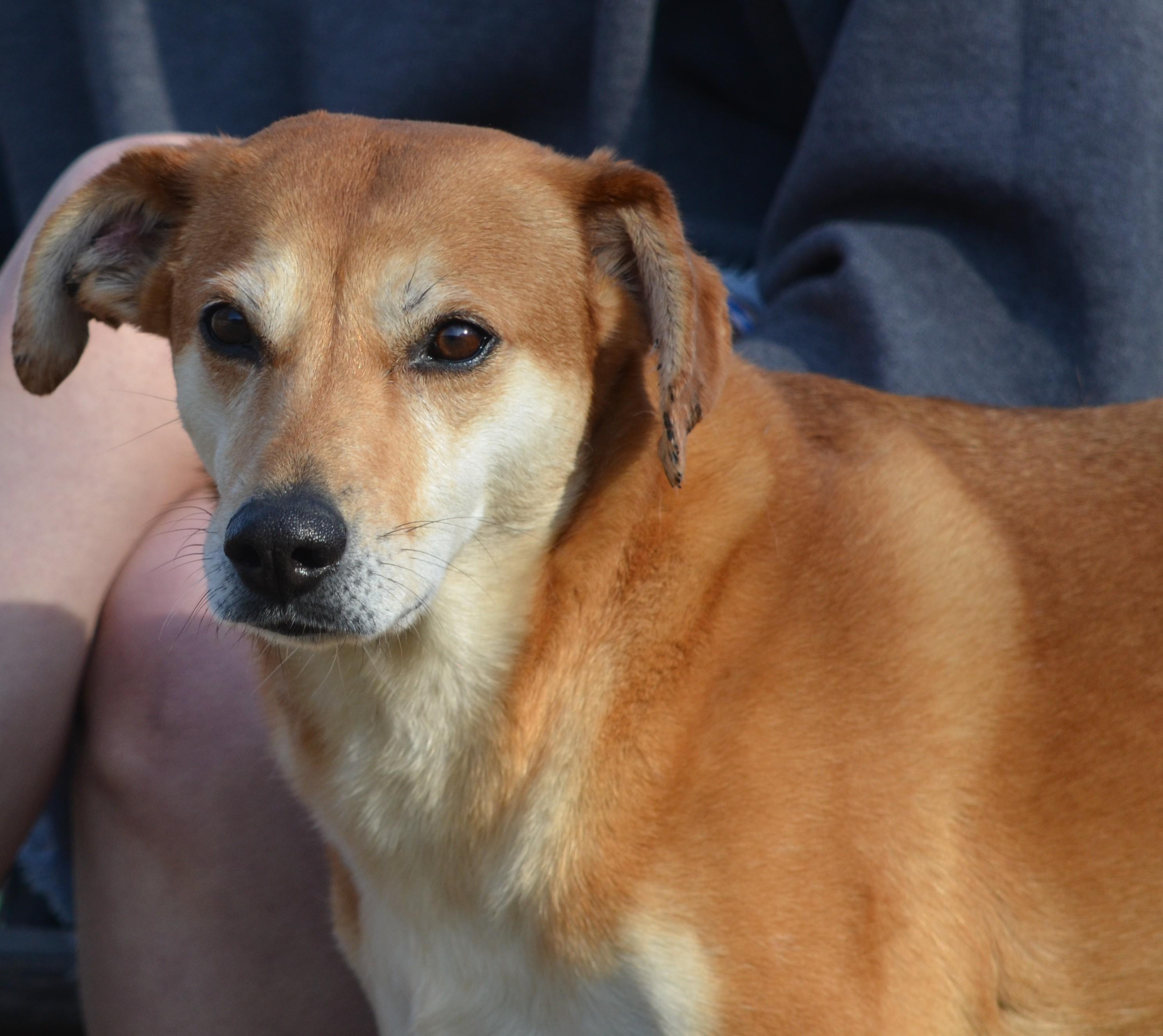 Enlarge Plain Jane, an adopted Mixed Breed in Amissville, VA image 3/3