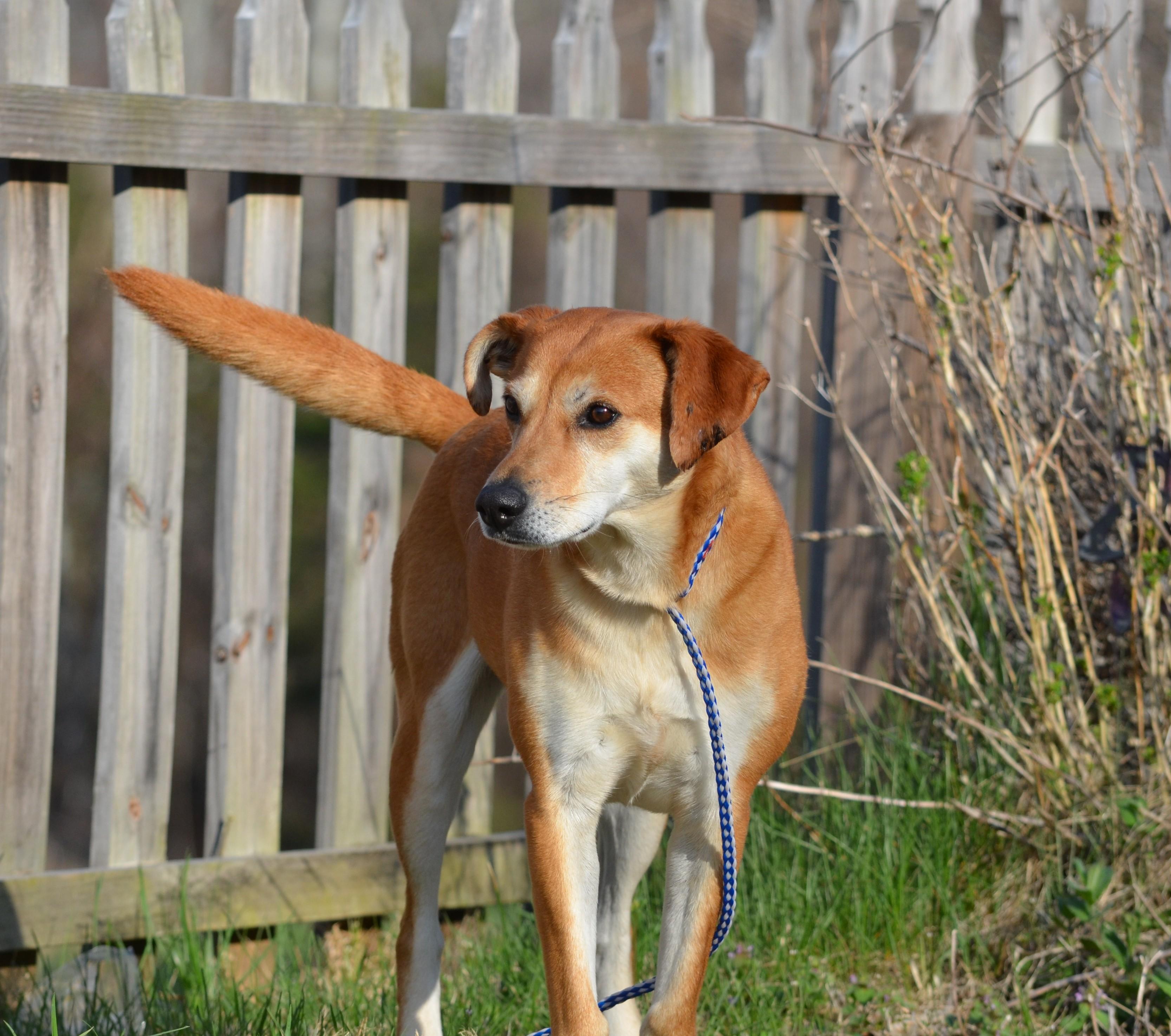 Enlarge Plain Jane, an adopted Mixed Breed in Amissville, VA image 1/3