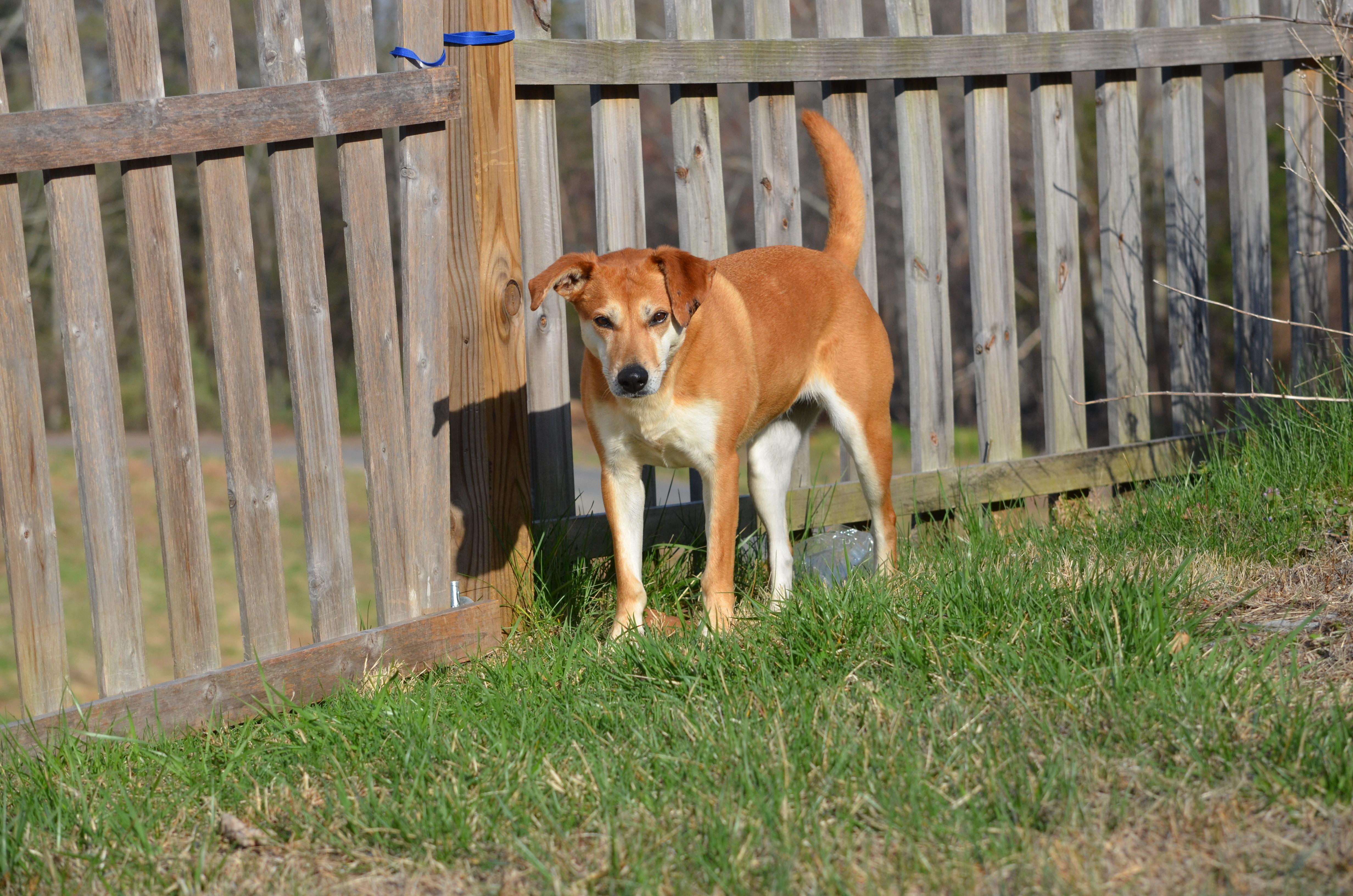 Enlarge Plain Jane, an adopted Mixed Breed in Amissville, VA image 2/3