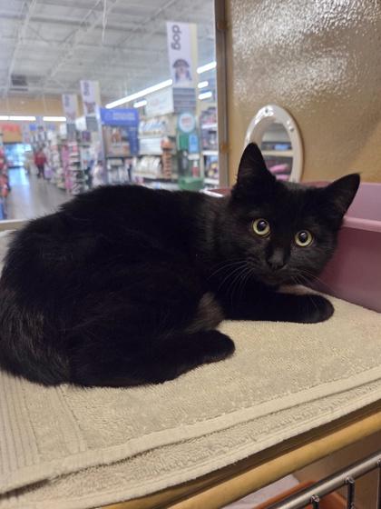 Budget, Adoptable, Kitten Female Domestic Short Hair & Domestic Short Hair.