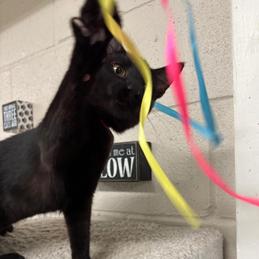 Jam, Adoptable, Young Female Domestic Short Hair.