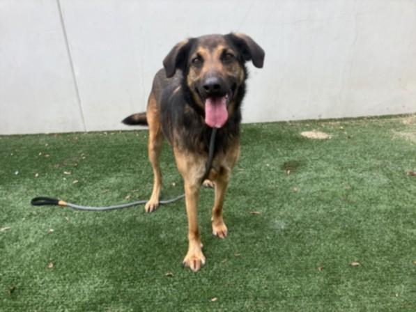 Enlarge COOKIE, a Adoptable Mixed Breed in Chatsworth, CA image 1/1