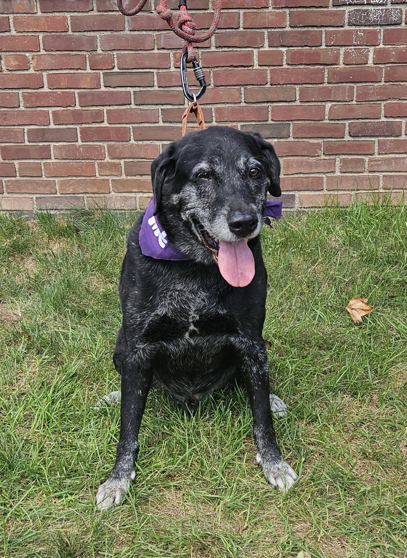 Enlarge Brody Meet me?, a Adoptable Labrador Retriever in Detroit, MI image 2/5
