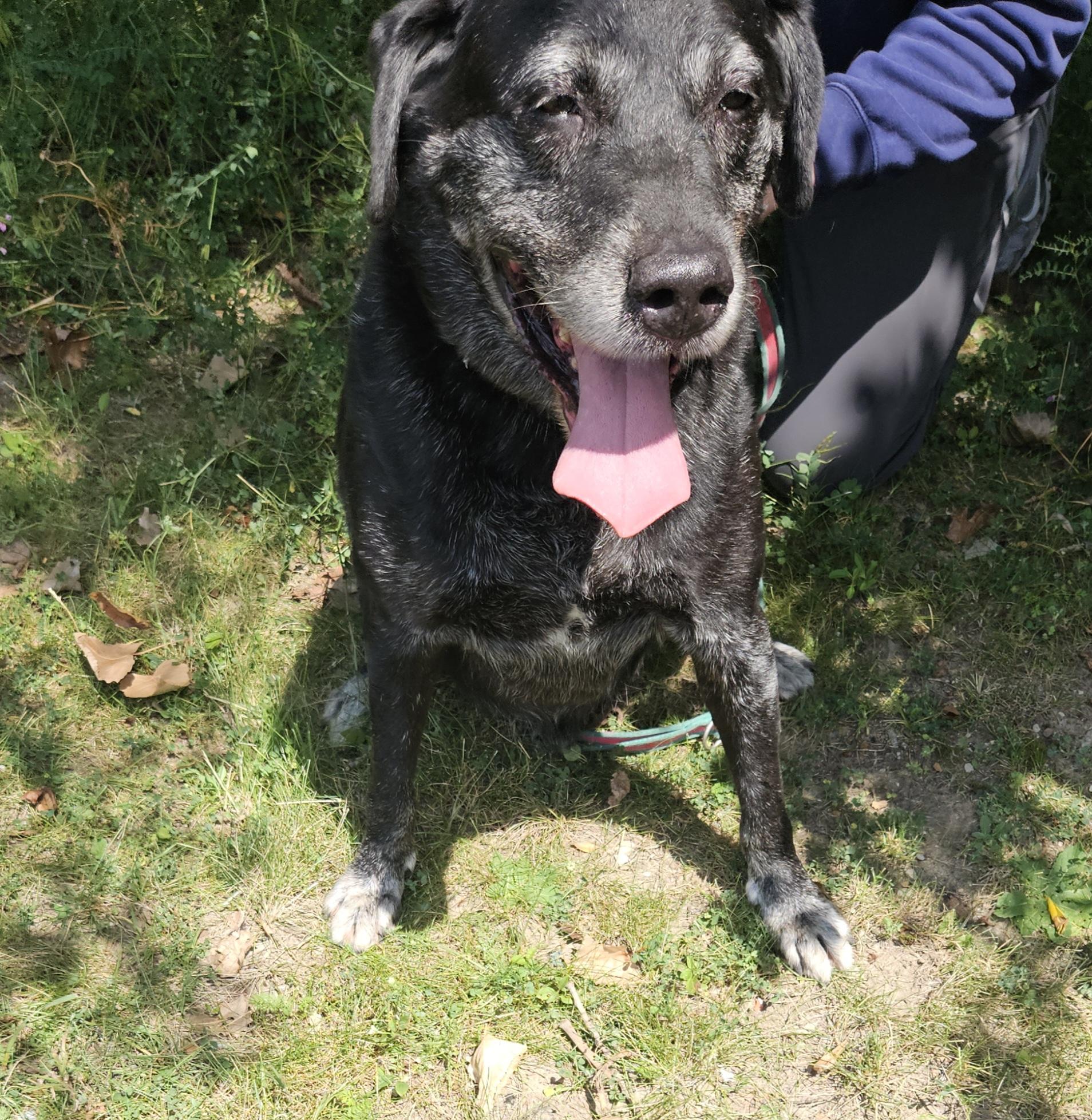 Brody Meet me?, a Adoptable Labrador Retriever in Detroit, MI image 1/4