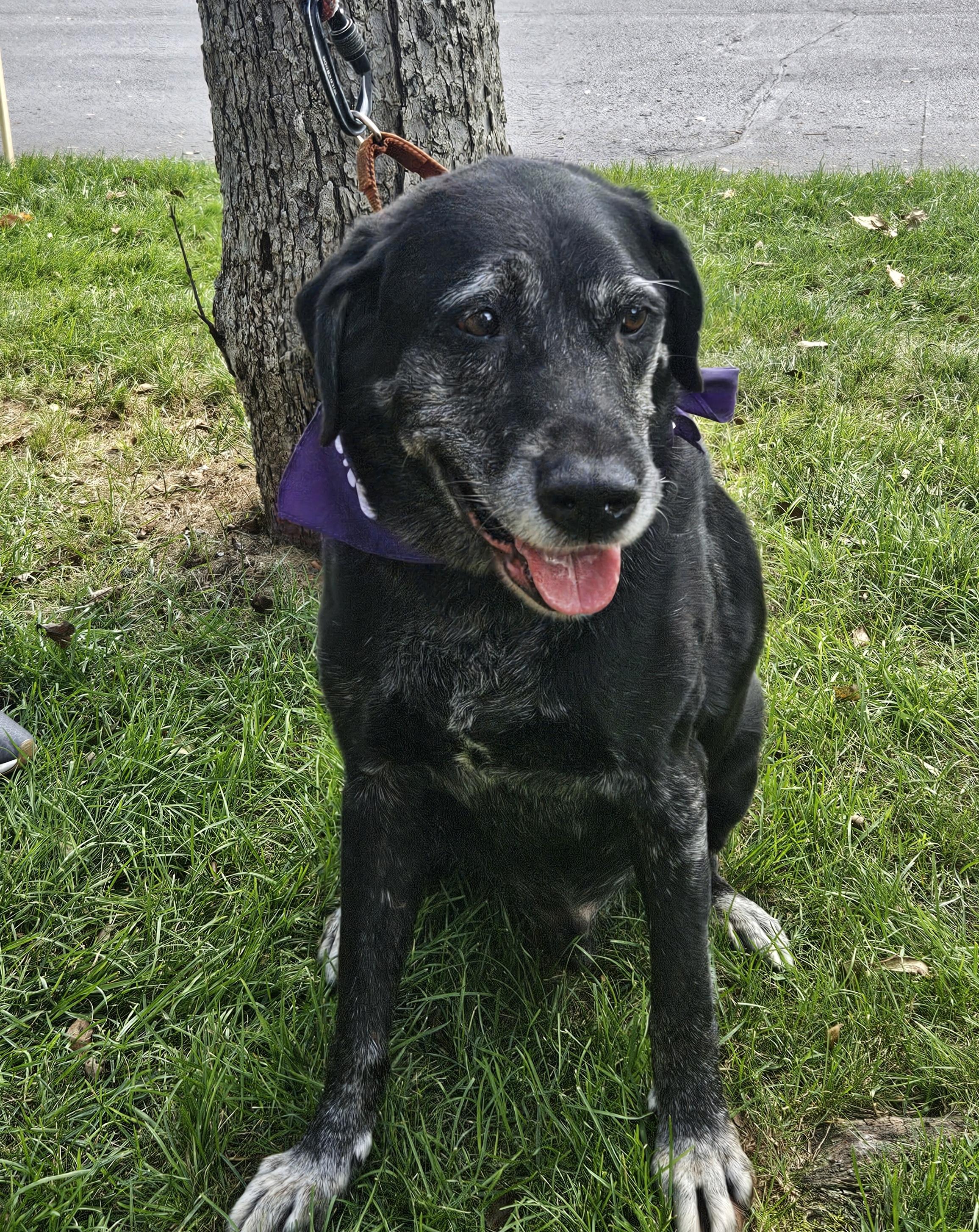Brody Meet me?, Adoptable, Senior Male Labrador Retriever.