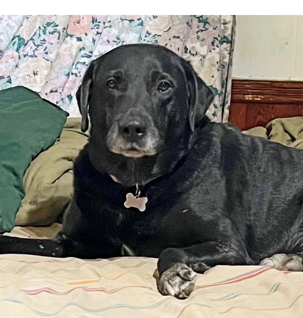 Brody Meet me?, a Adoptable Labrador Retriever in Detroit, MI image 1/11