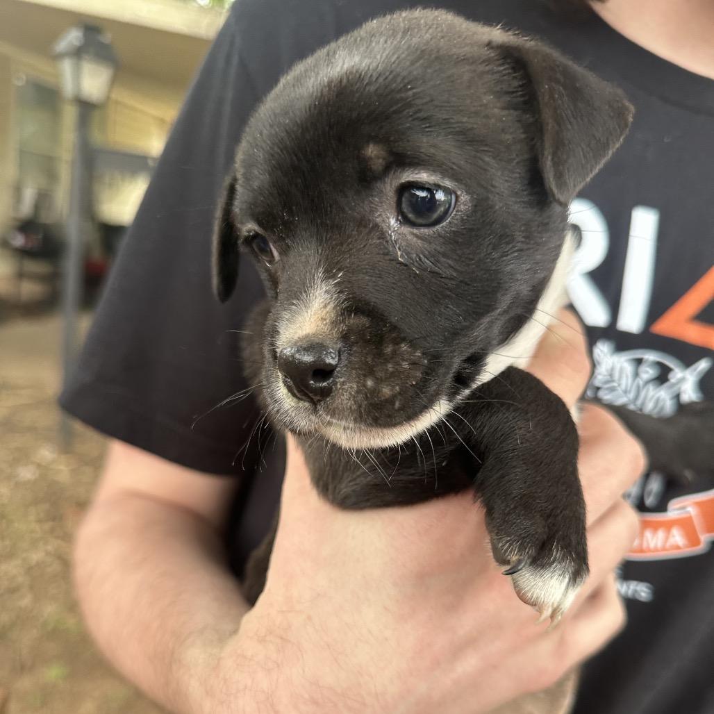 Enlarge Mildred C-34442, a Adoptable mixed breed in Oklahoma City, OK image 2/3