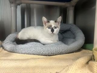 VINNY, Adoptable, Kitten Male Domestic Short Hair.