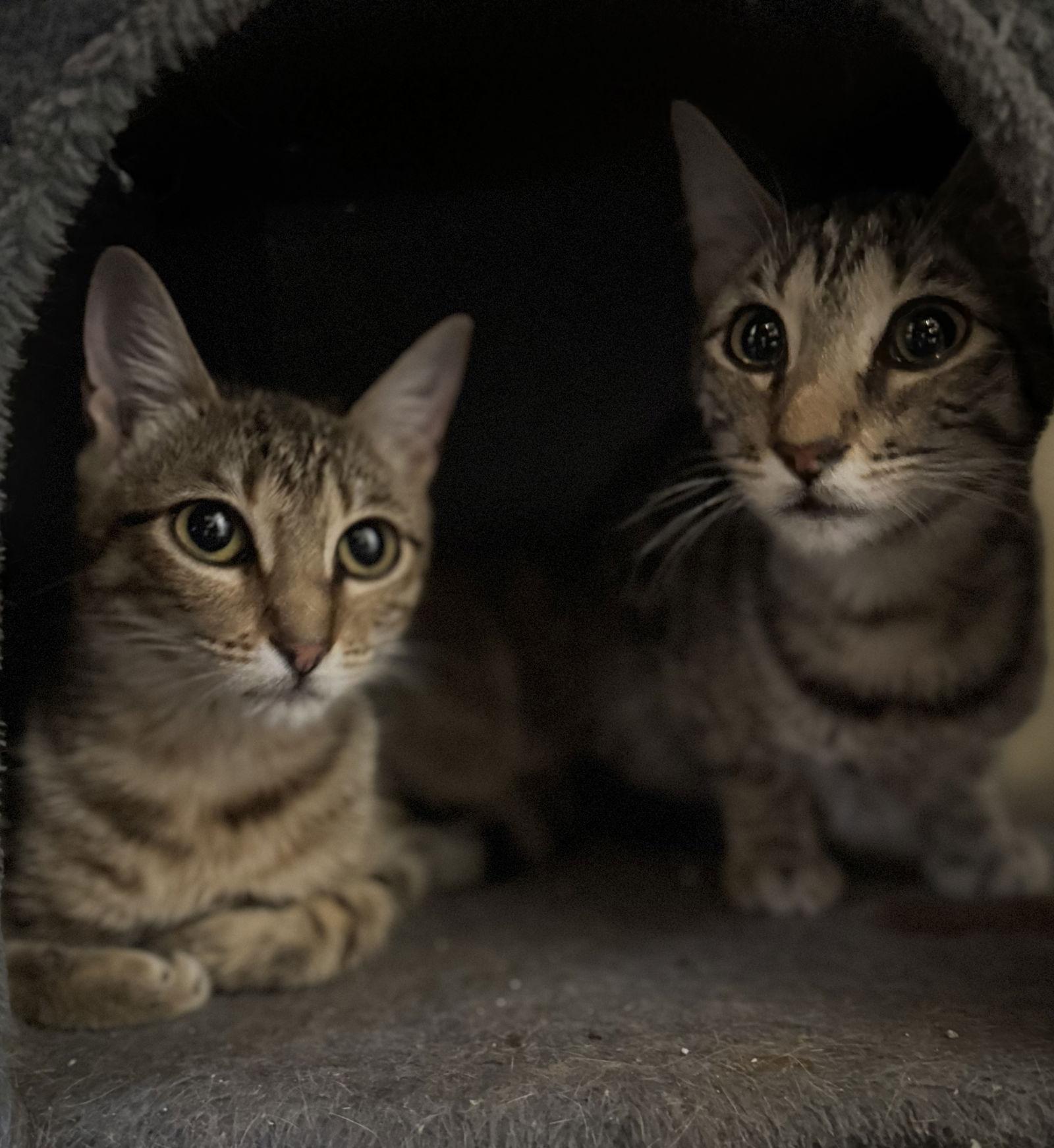 Sammie, Adoptable, Kitten Female Tabby & Domestic Medium Hair.