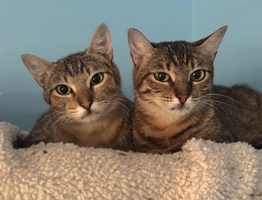 Sammie, Adoptable, Kitten Female Tabby & Domestic Medium Hair.