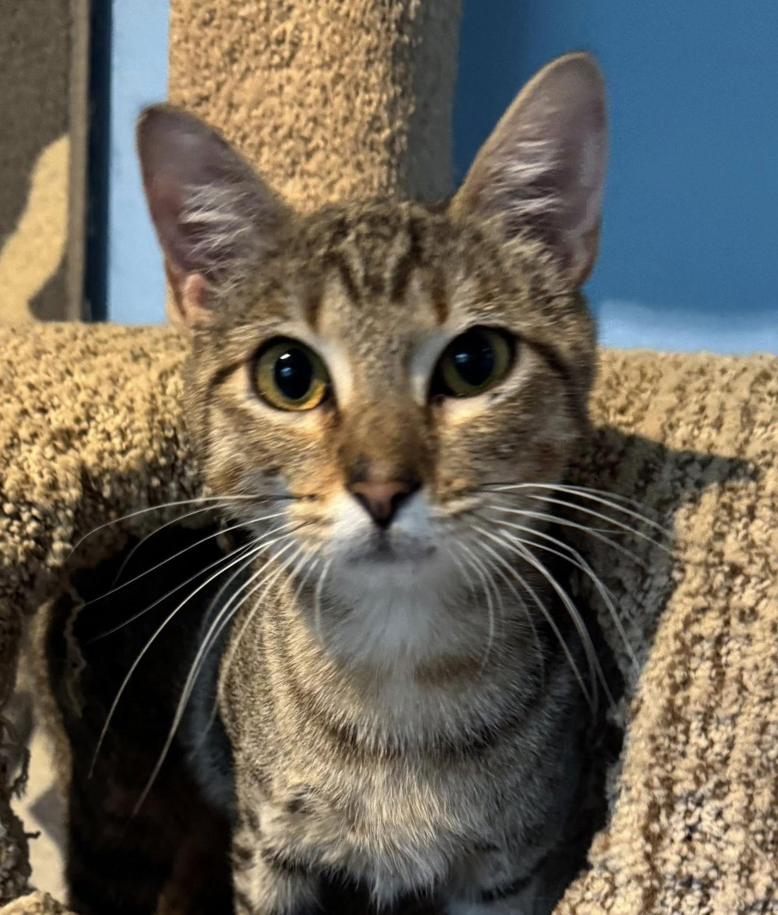 Sammie, a Adoptable mixed breed in MONTGOMERY, TX image 3/3