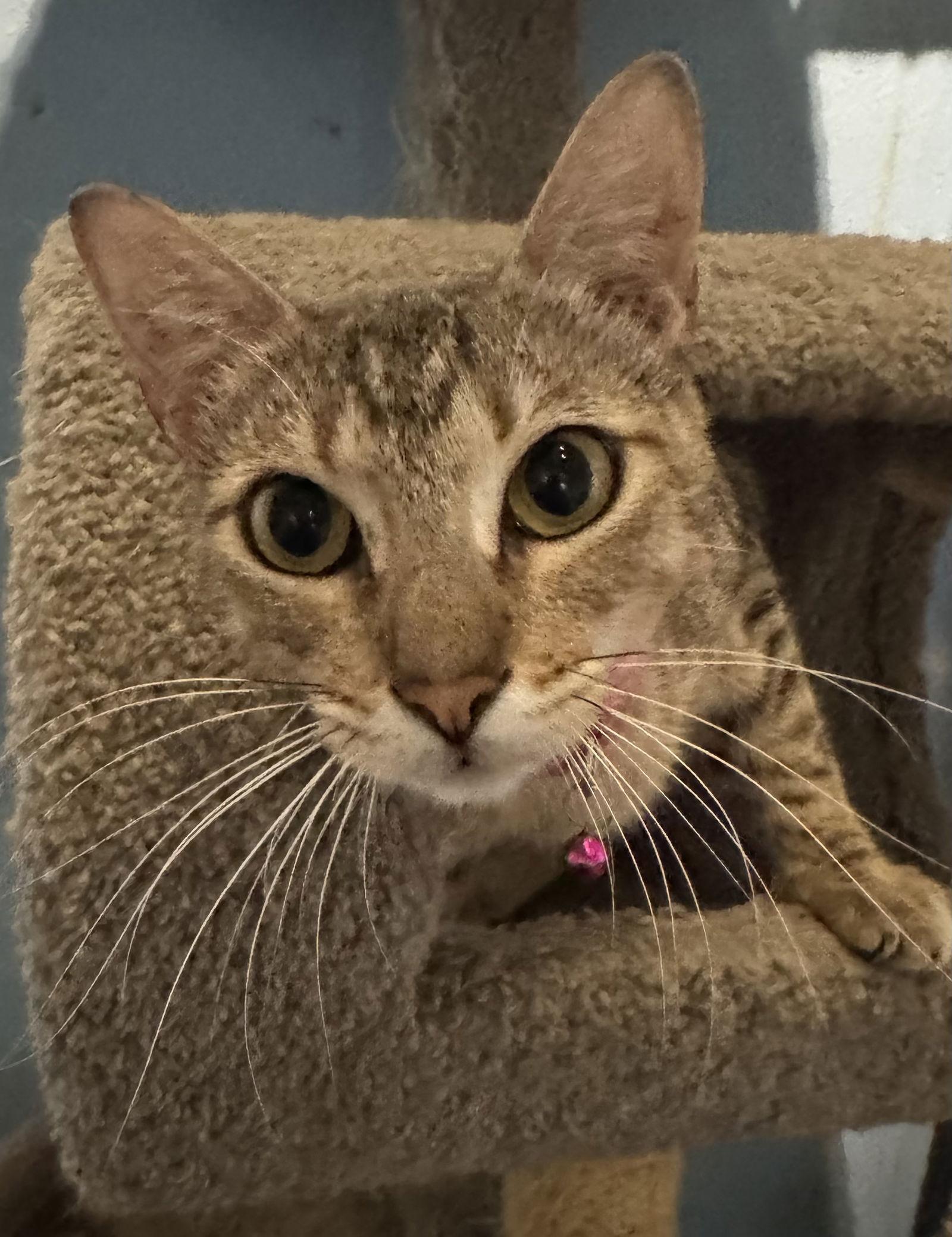 Enlarge Sammie, a Adoptable mixed breed in MONTGOMERY, TX image 3/3