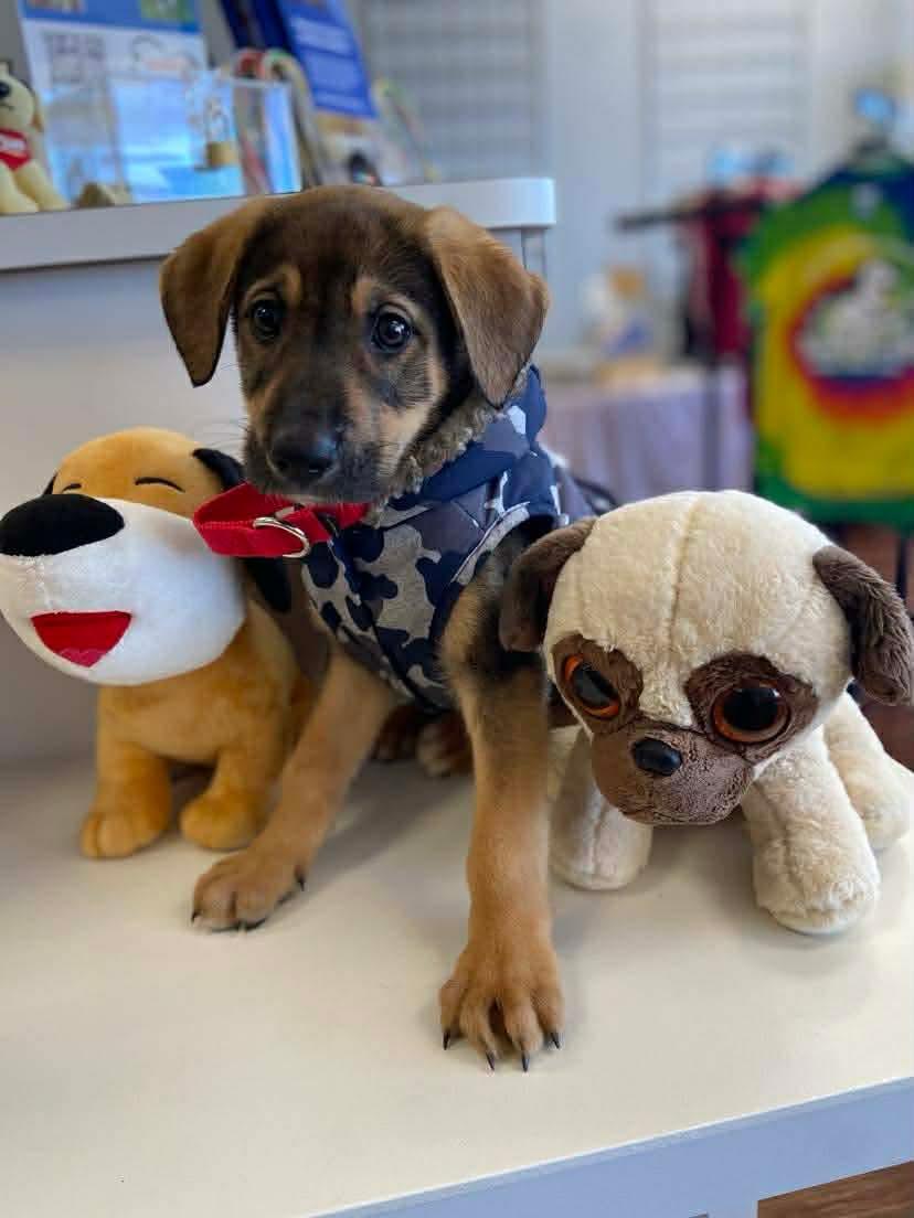 Legend, Adoptable, Puppy Male German Shepherd Dog.