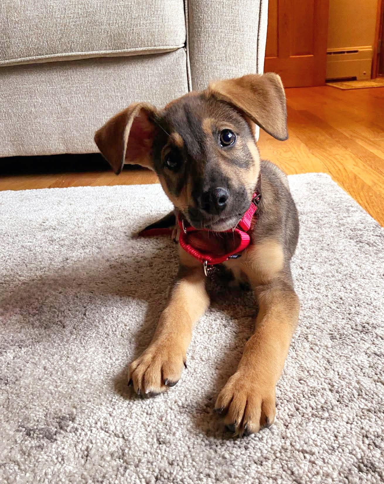 Legend, a Adoptable German Shepherd Dog in Elgin, IL image 2/3