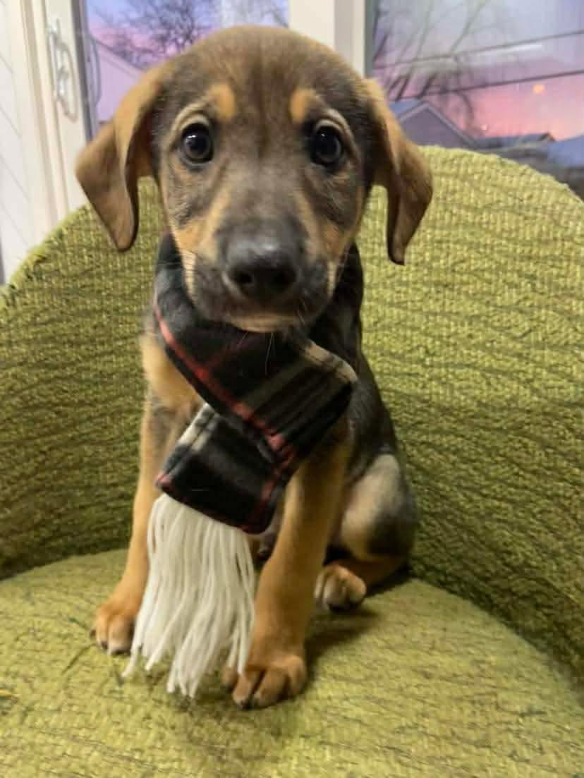 Legend, a Adoptable German Shepherd Dog in Elgin, IL image 3/3