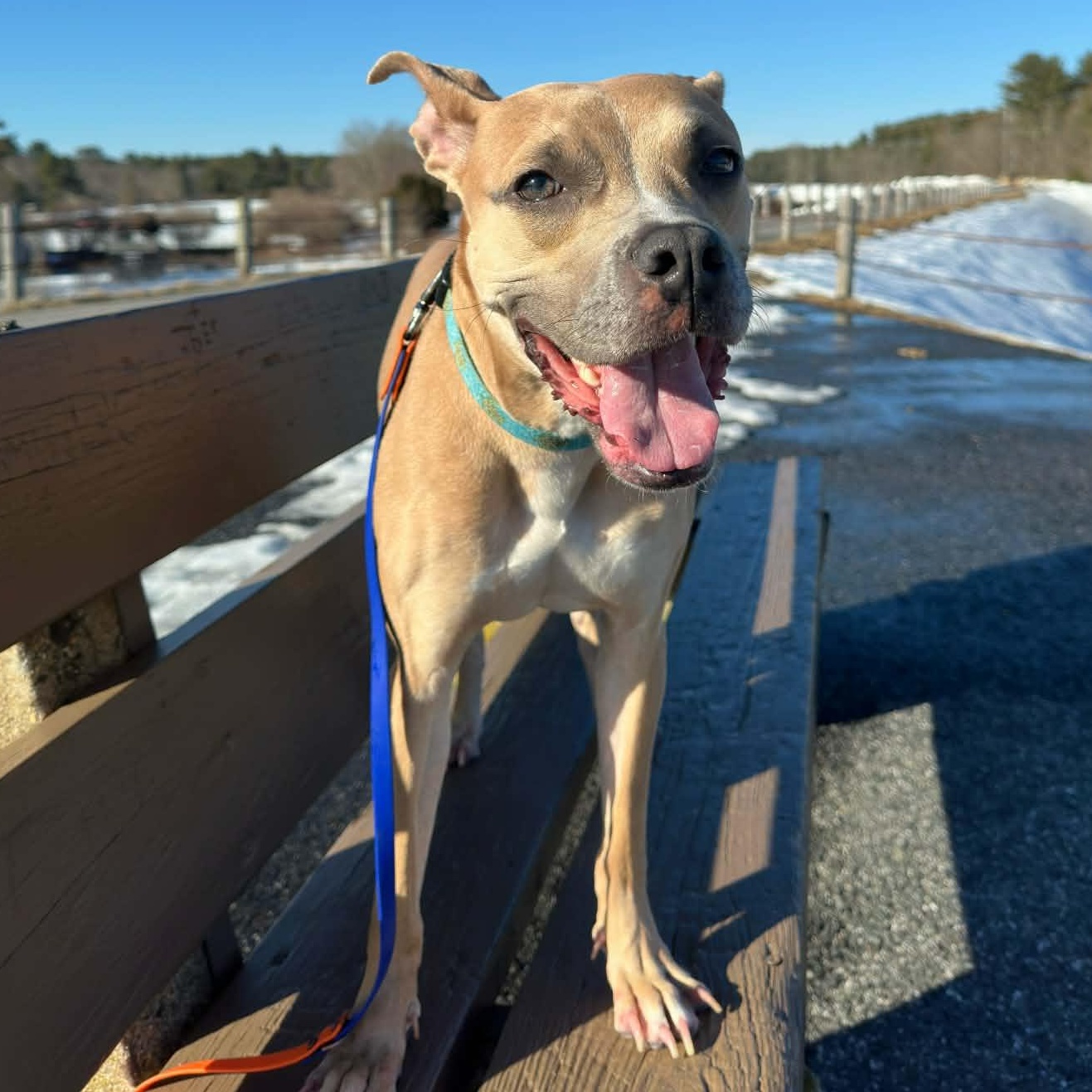Enlarge Princess Penne, a ADOPTABLE mixed breed in Stamford, CT image 3/6