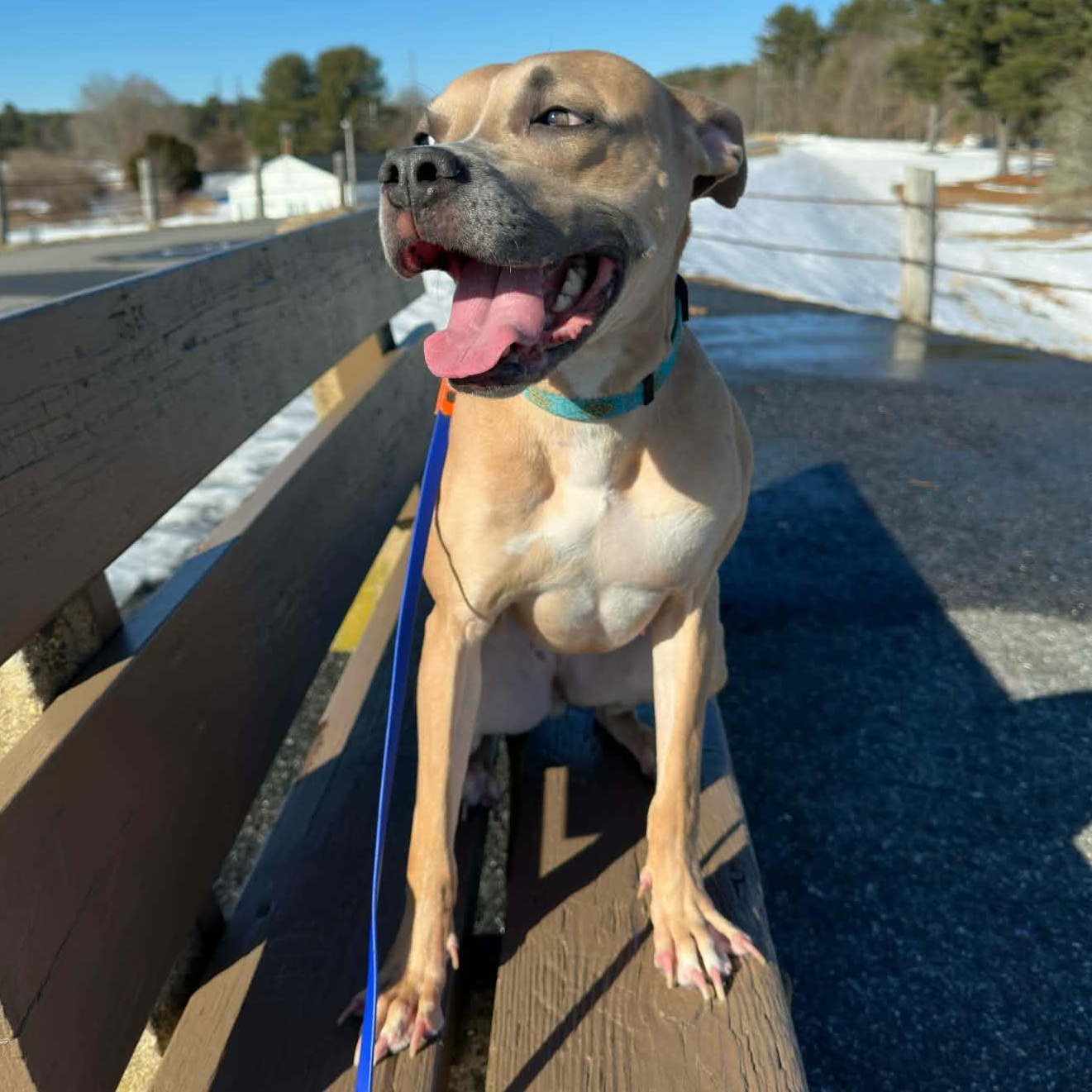 Enlarge Princess Penne, a ADOPTABLE mixed breed in Stamford, CT image 5/6