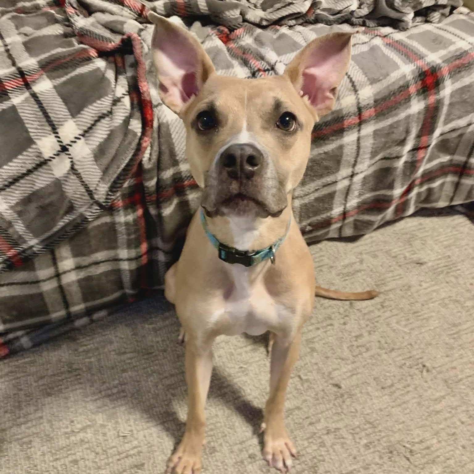 Enlarge Princess Penne, a ADOPTABLE mixed breed in Stamford, CT image 2/6