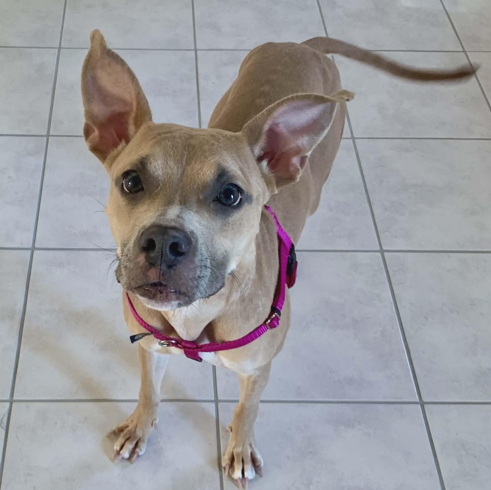 Princess Penne, ADOPTABLE, Adult Female American Staffordshire Terrier.