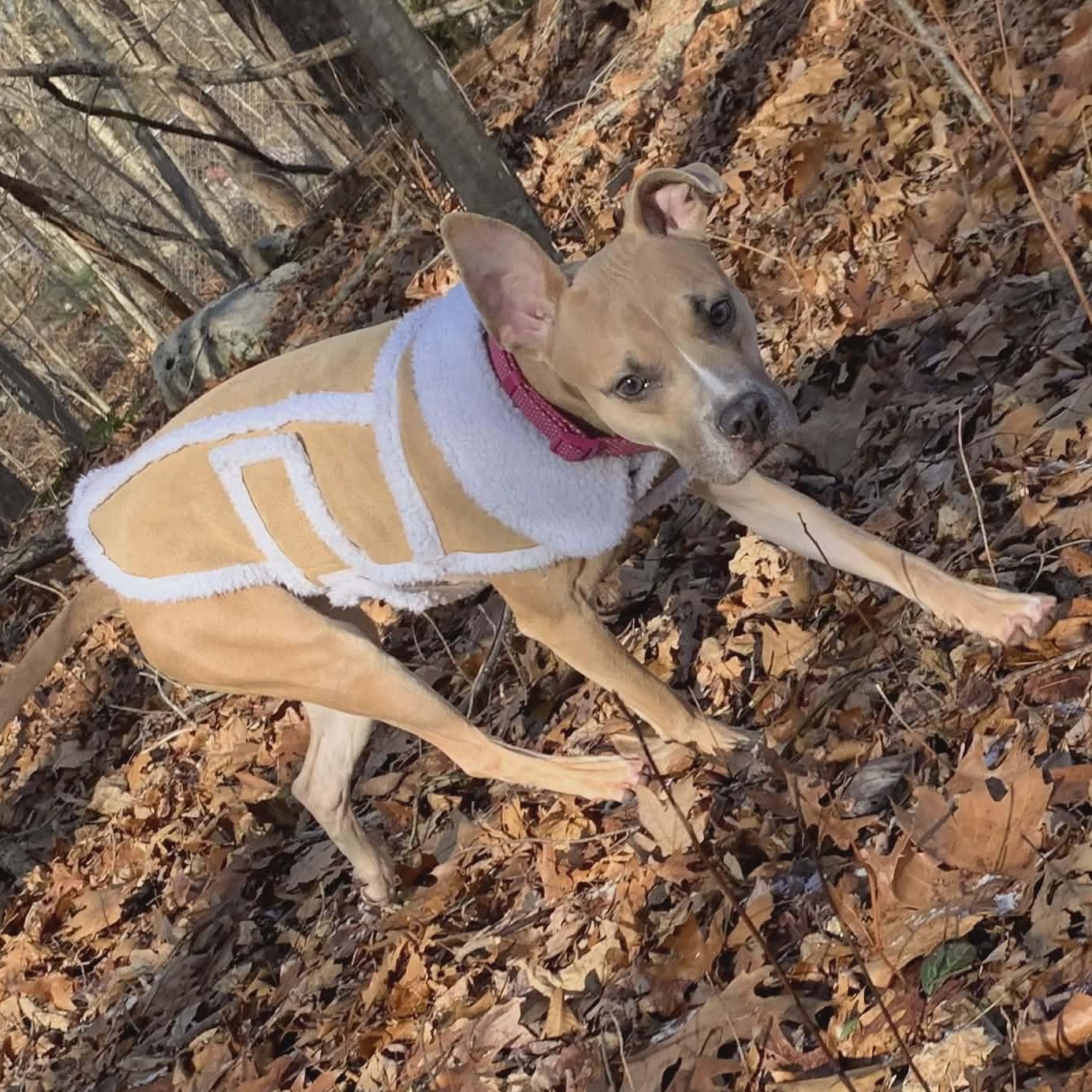 Enlarge Princess Penne, a ADOPTABLE mixed breed in Stamford, CT image 4/6