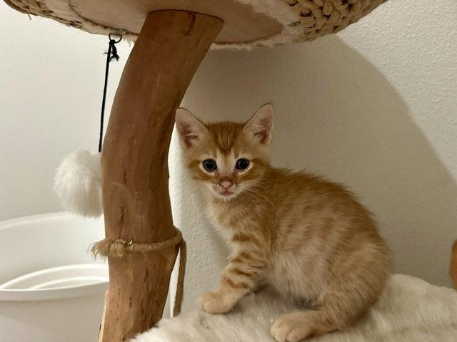 Jest, Adopted, Kitten Male Domestic Short Hair.