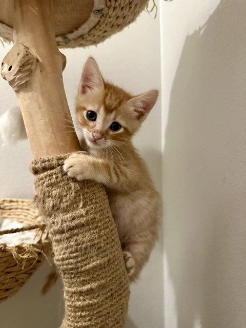 Jest, a Adopted Domestic Short Hair in Mission Viejo, CA image 2/3