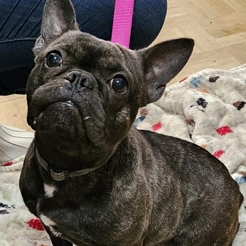 Vivacious Vera, adoptable, Adult Female French Bulldog.