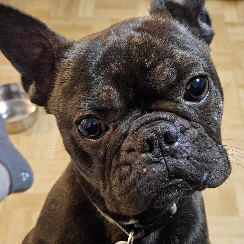 Enlarge Vivacious Vera, an adoptable French Bulldog in Reston, VA image 3/5