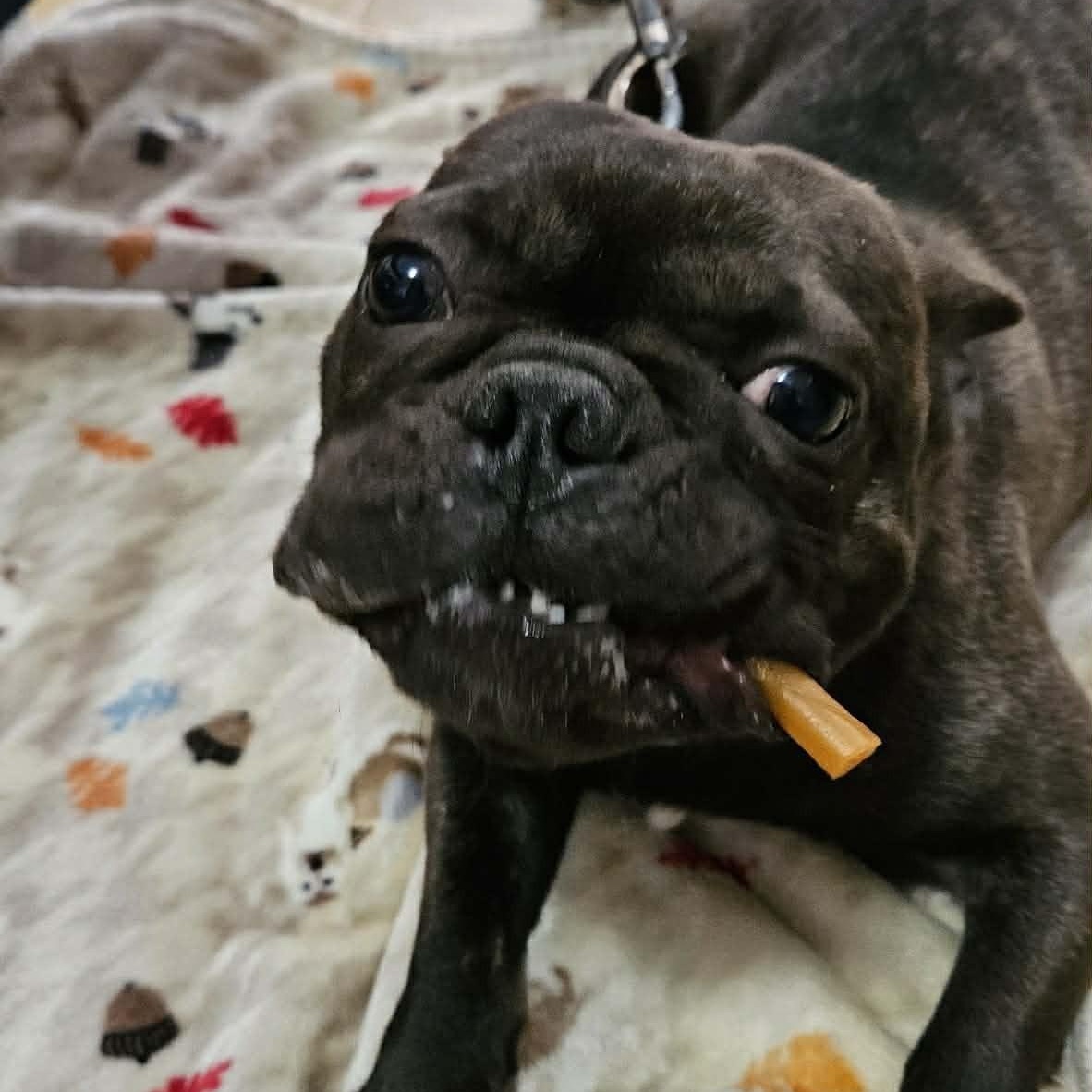 Enlarge Vivacious Vera, an adoptable French Bulldog in Reston, VA image 5/5