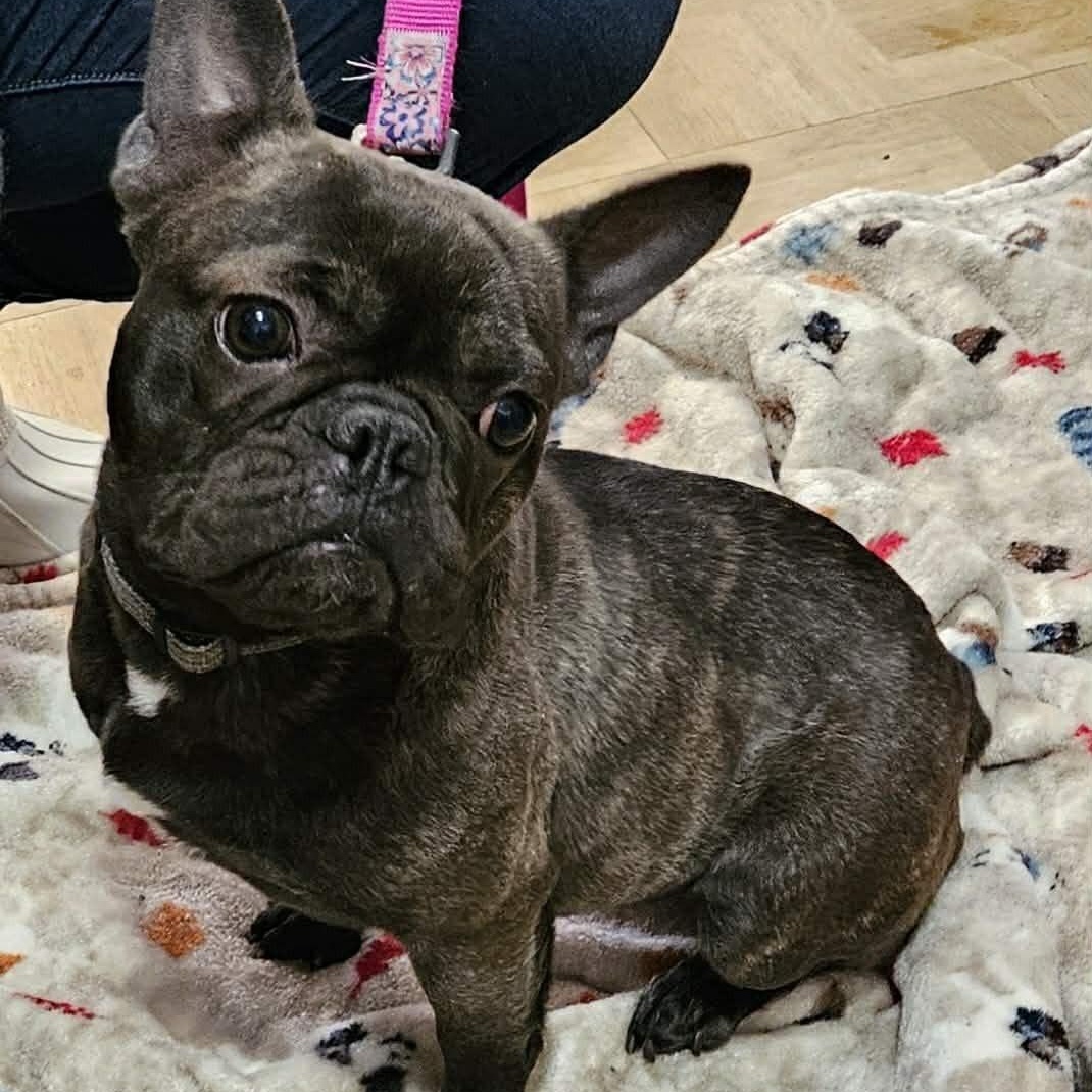 Enlarge Vivacious Vera, an adoptable French Bulldog in Reston, VA image 2/5