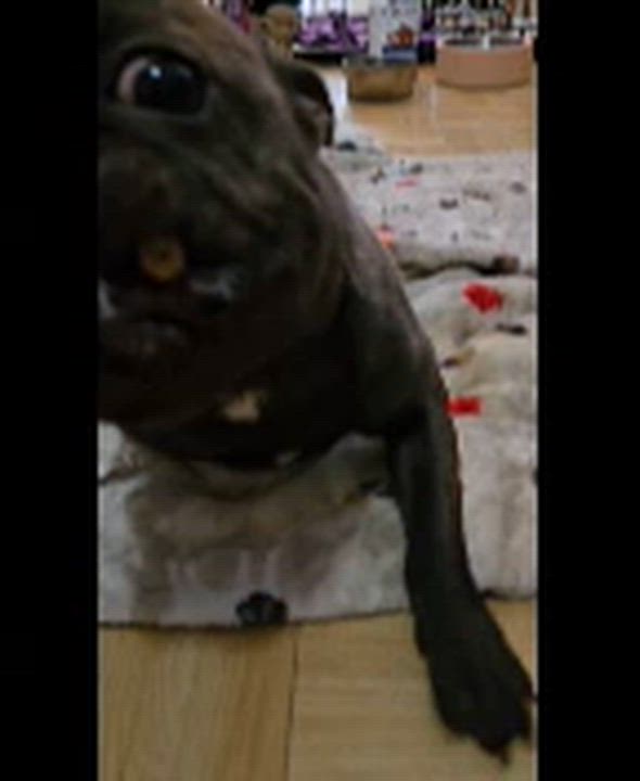 Enlarge Vivacious Vera, an adoptable French Bulldog in Reston, VA video 4/5